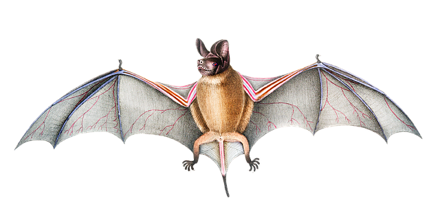 Professional Bat-Proofing Guide: Ecology, Law, and Long-Term Prevention