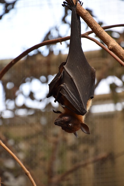 bat-640x480-54530933.jpeg