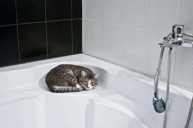 bathroom-640x480-66786008.jpeg