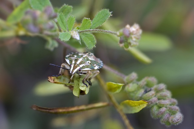 bed-bug-640x480-17129297.jpeg