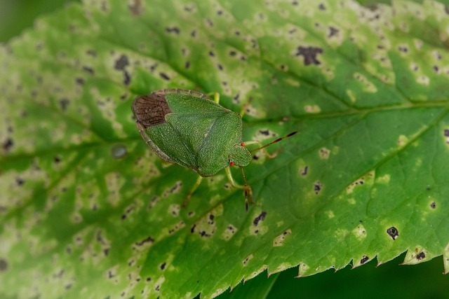Eco-Friendly Bed Bug Solutions: Residential & Commercial Control Strategies
