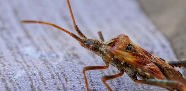 Revolutionizing Bed Bug Control: Innovative Technologies for Professional Extermination