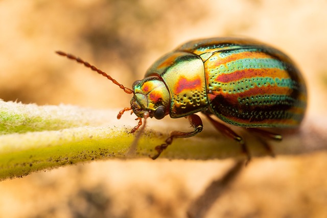 Targeted Treatments for Residential Bed Bug Control on Mattresses, Furniture, Carpets