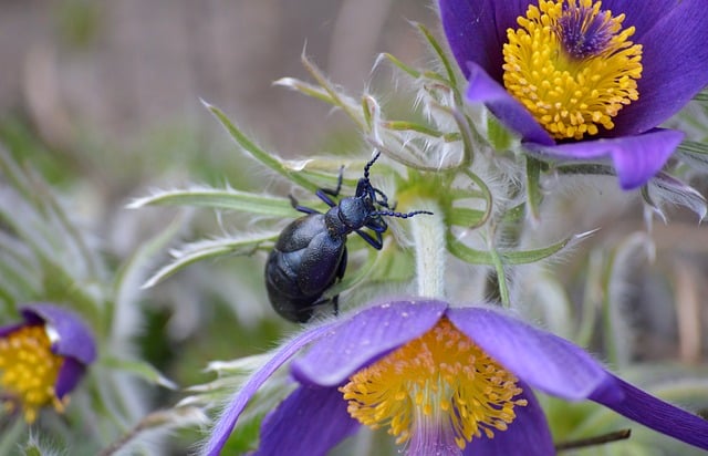 beetle-640x480-53326085.jpeg
