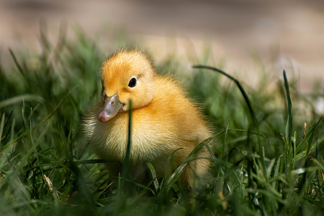 Fast-Response Services: Efficient, Safe, Humane Bird Nest Removal
