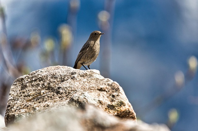 Sealing Entry Points: Expert Strategies for Effective Bird Prevention Services