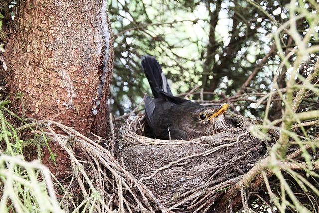 bird-bird-nest-nest-640x480-21478661.jpeg
