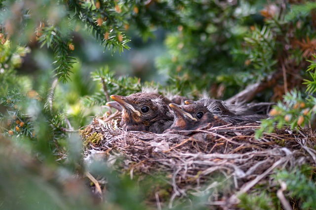 bird-bird-nest-nest-640x480-25658981.jpeg