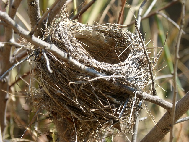 bird-bird-nest-nest-640x480-45379454.jpeg