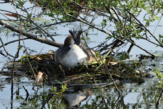 bird-bird-nest-nest-640x480-52157135.jpeg