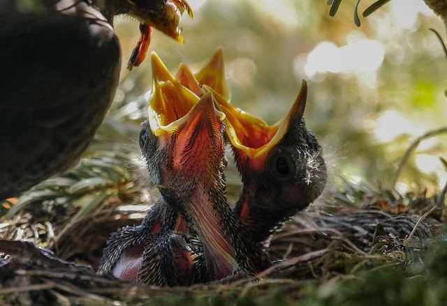 Mastering Bird Prevention: Expert Tips for Clean, Bird-Free Properties