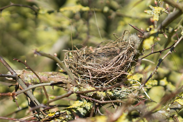 bird-bird-nest-nest-640x480-59955080.jpeg