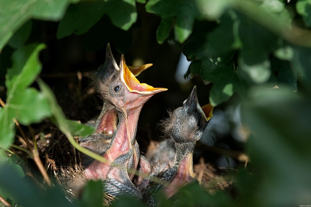 bird-bird-nest-nest-640x480-60334640.jpeg