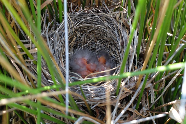 Humane Bird Nest Removal: Ethical Techniques for Homes and Businesses