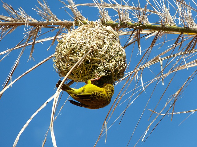 bird-bird-nest-nest-640x480-86308465.jpeg