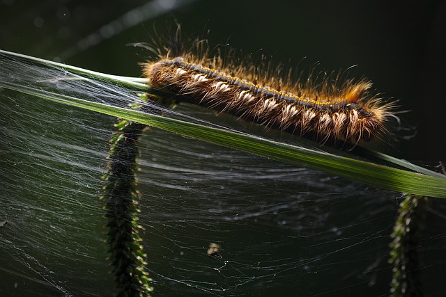 bug-640x480-19843531.jpeg