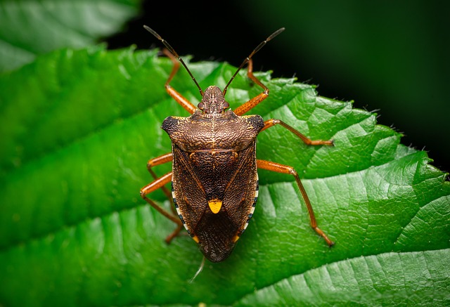 bug-640x480-28945878.jpeg
