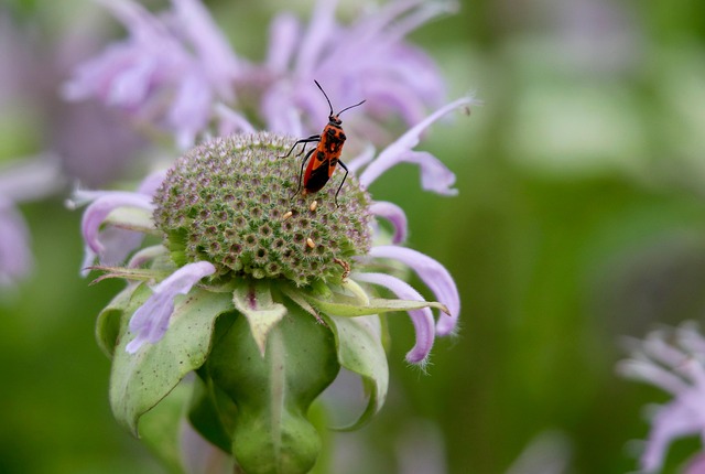 bug-640x480-35500932.jpeg