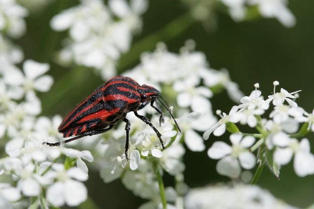 bug-640x480-40685204.jpeg