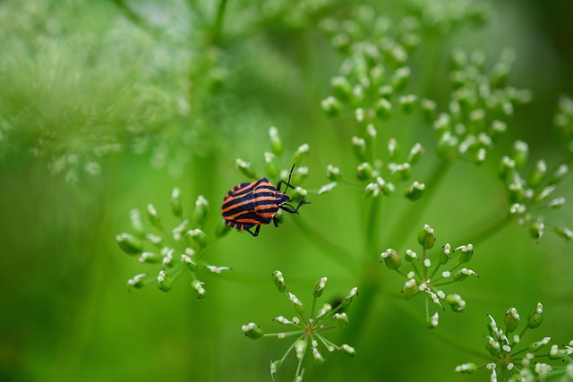 bug-640x480-41461491.jpeg
