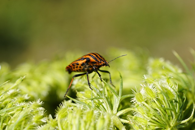 Commercial Pillbug Extermination: Spotting Signs & Effective Strategies