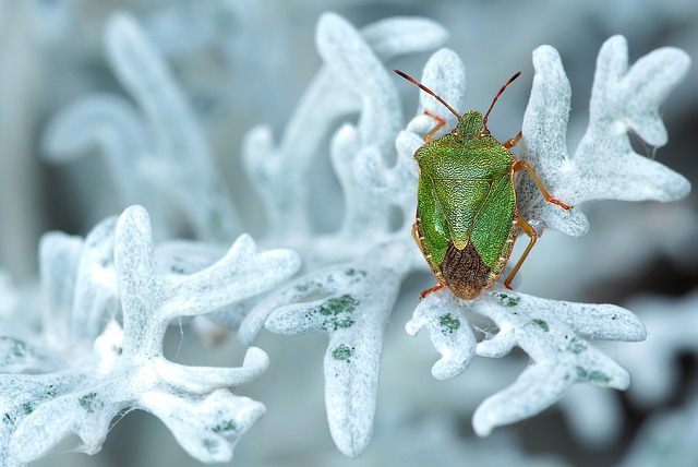 bug-640x480-55063862.jpeg