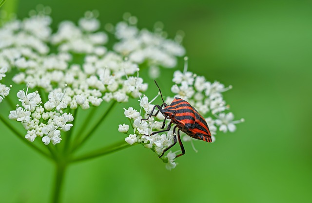 Deter Boxelder Bugs: Maintenance, Eradication & Natural Repellents