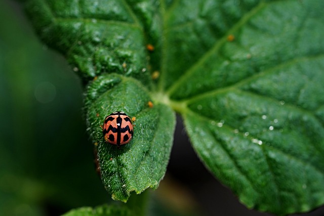 Safely Remove Boxelder Bugs from Walls & Windows: Expert Guide