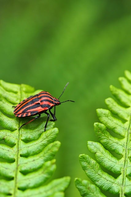 Identifying Pillbugs: Habitats, Extermination, and Prevention Strategies