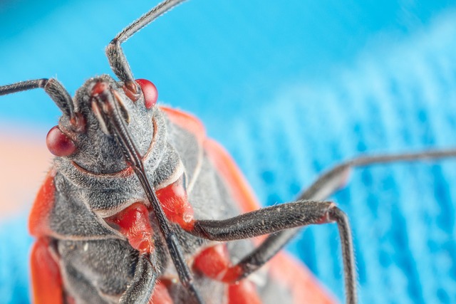 bug-640x480-84355440.jpeg