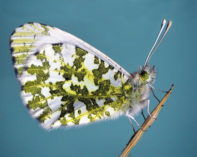 bug-640x480-85413390.jpeg