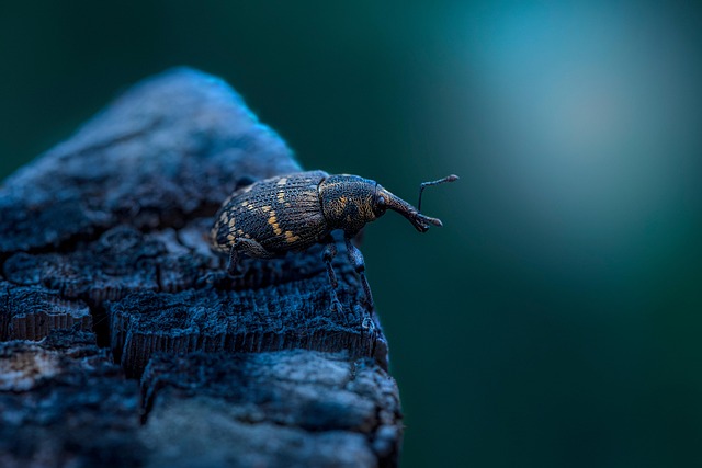 bug-640x480-87694849.jpeg