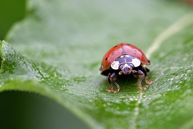 bug-640x480-9762238.jpeg