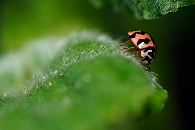 bug-640x480-97997404.jpeg