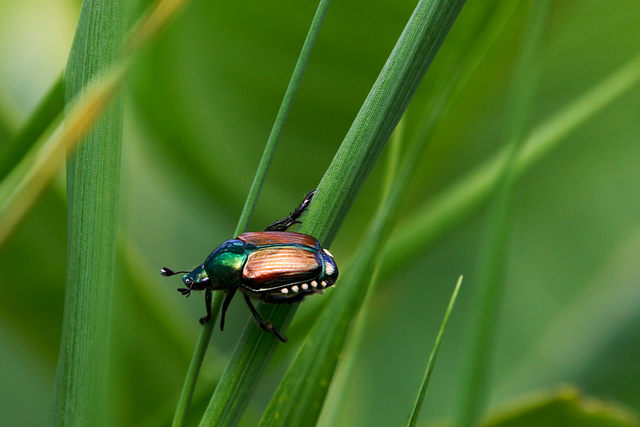 Boxelder Bugs Control: Debunking Myths & Effective Strategies