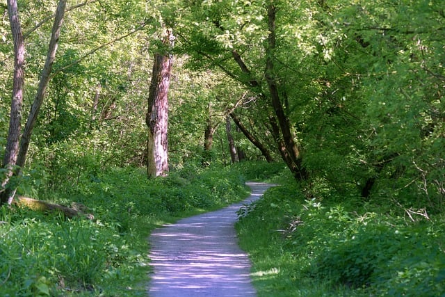canopy-640x480-16554799.jpeg