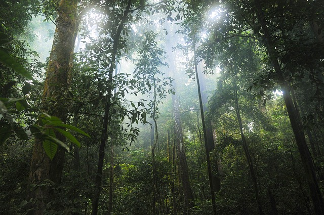 canopy-640x480-26581959.jpeg