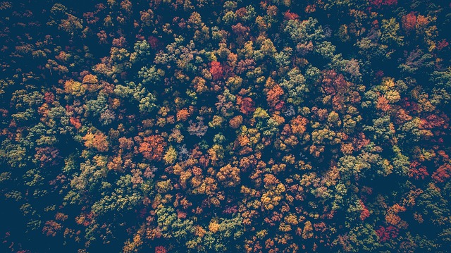 canopy-640x480-32261340.jpeg