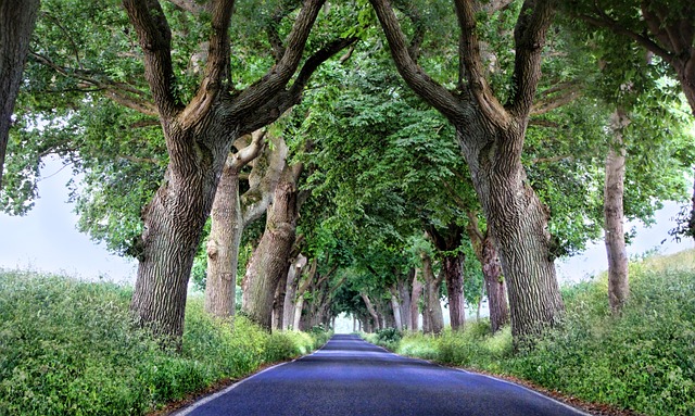 canopy-640x480-38290184.jpeg