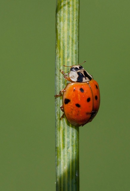 Year-Round Carpet Beetle Prevention: Strategies for Effective Control