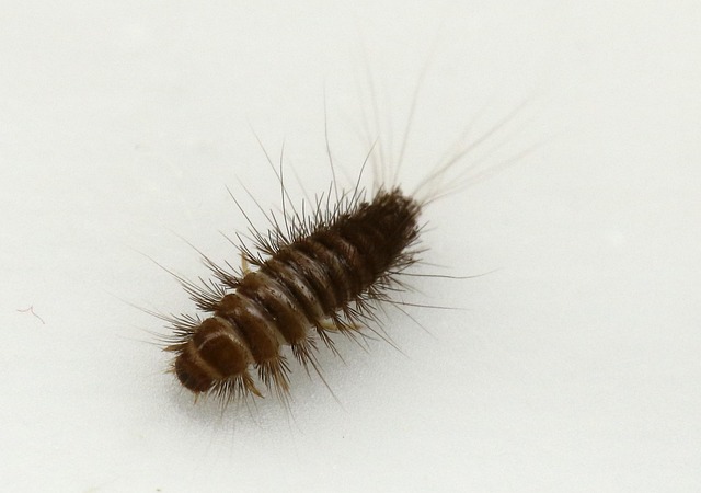 carpet-beetle-beetle-640x480-4371522.jpeg