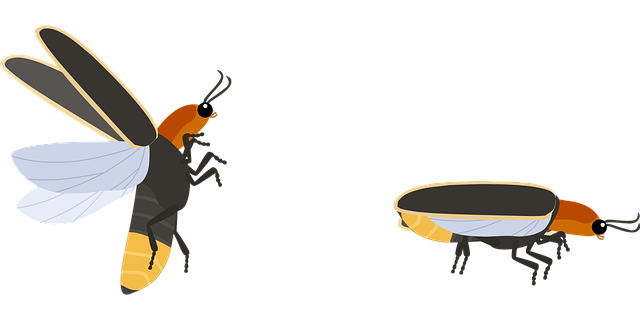Expert Tips: Prevent & Treat Carpet Beetle Infestation Naturally