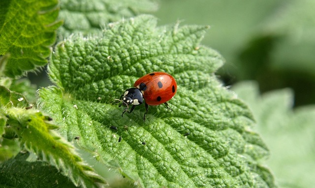 carpet-beetle-beetle-640x480-5788616.jpeg