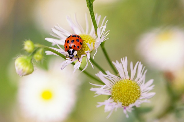 carpet-beetle-beetle-640x480-81416217.jpeg