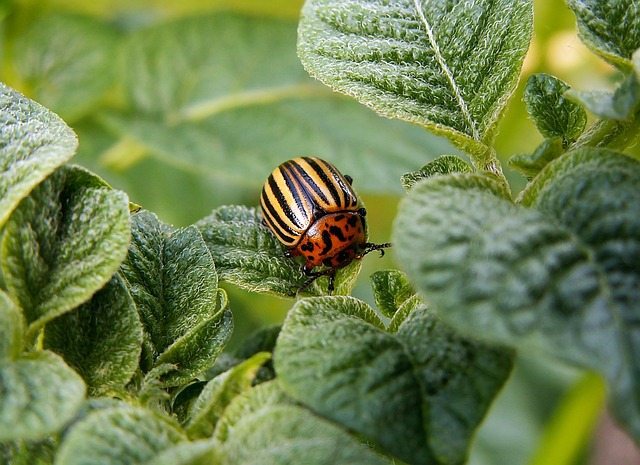 carpet-beetle-beetle-640x480-90129048.jpeg