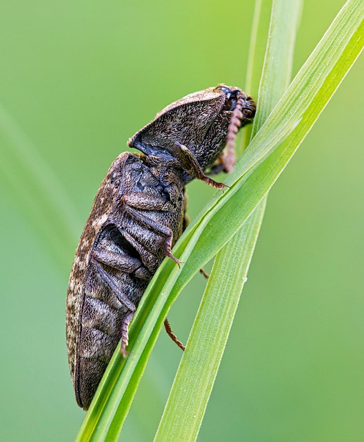 carpet-beetle-beetle-640x480-93137538.jpeg
