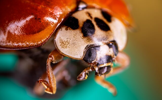 Eco-Friendly Carpet Beetle Solutions: A Comprehensive Guide to Prevention