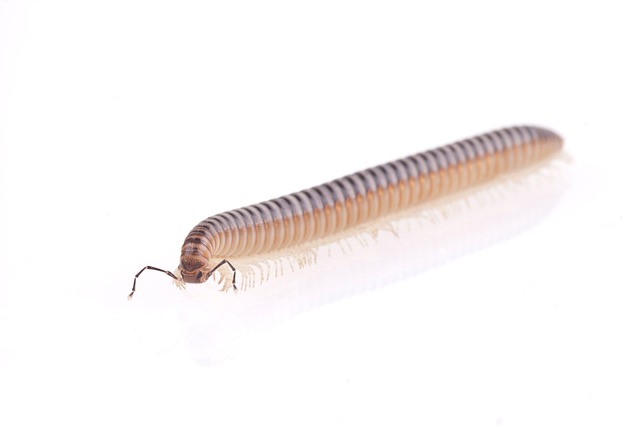 Sealing Cracks: Effective Centipede Pest Control Strategies