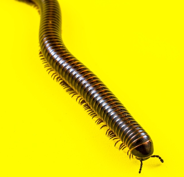 Professional Centipede Control: Effective Removal & Prevention Near You