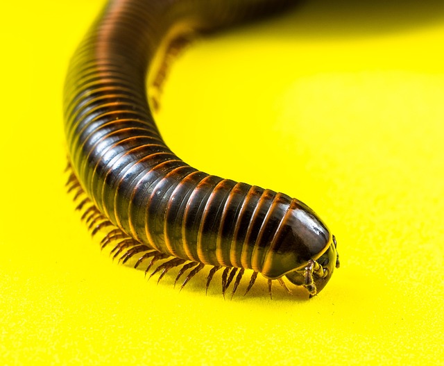 centipede-640x480-55768091.jpeg